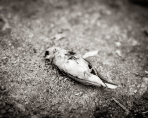 dead goldfinch